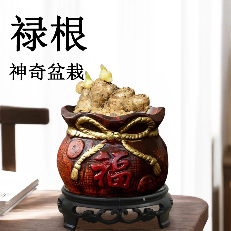 禄根盆栽带芽灵草好养不当生姜苗种植植物办公室内桌面小绿植盆景