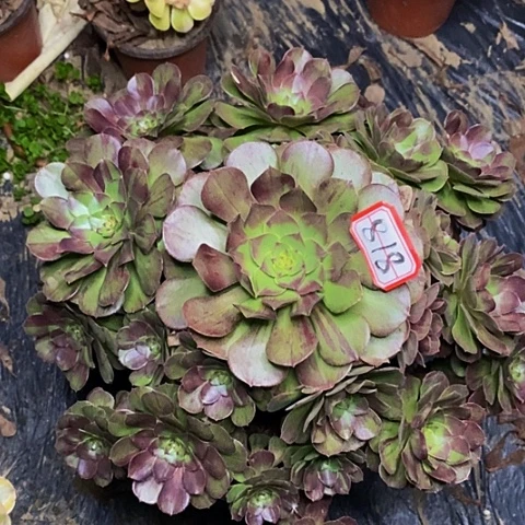 花月夜老桩捧花818号