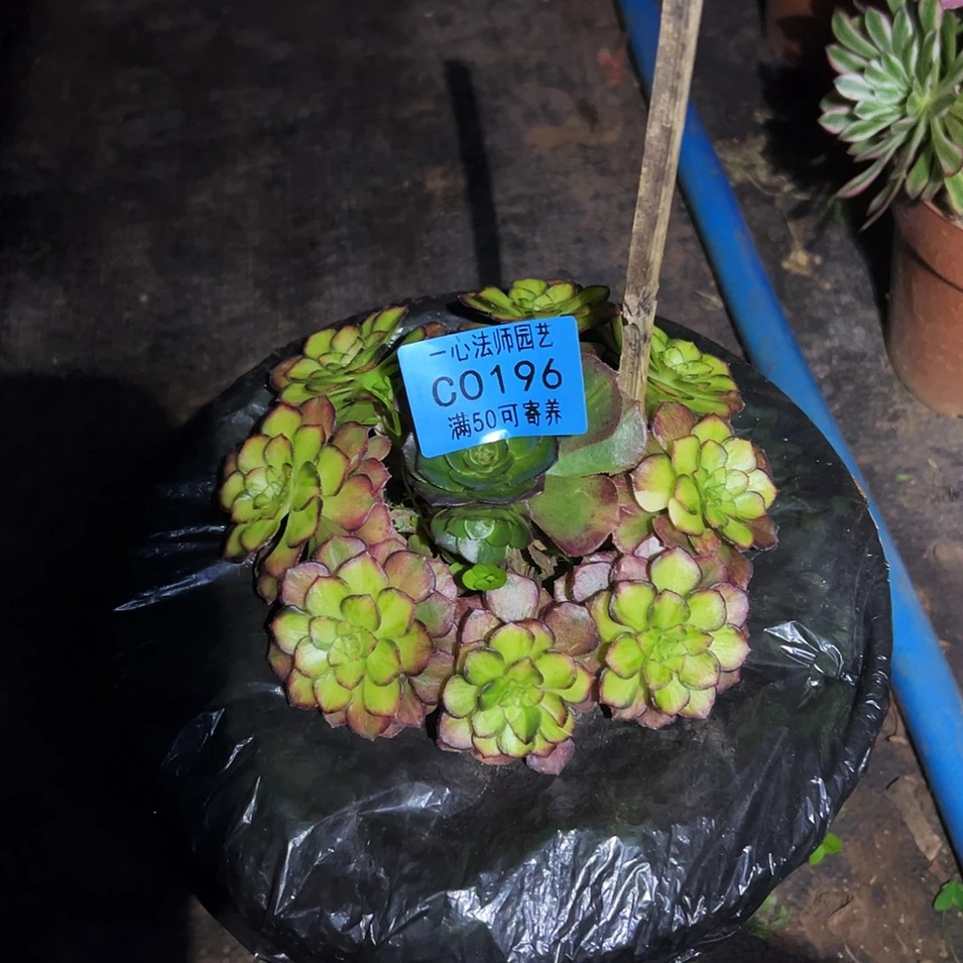 海珊瑚196多肉植物