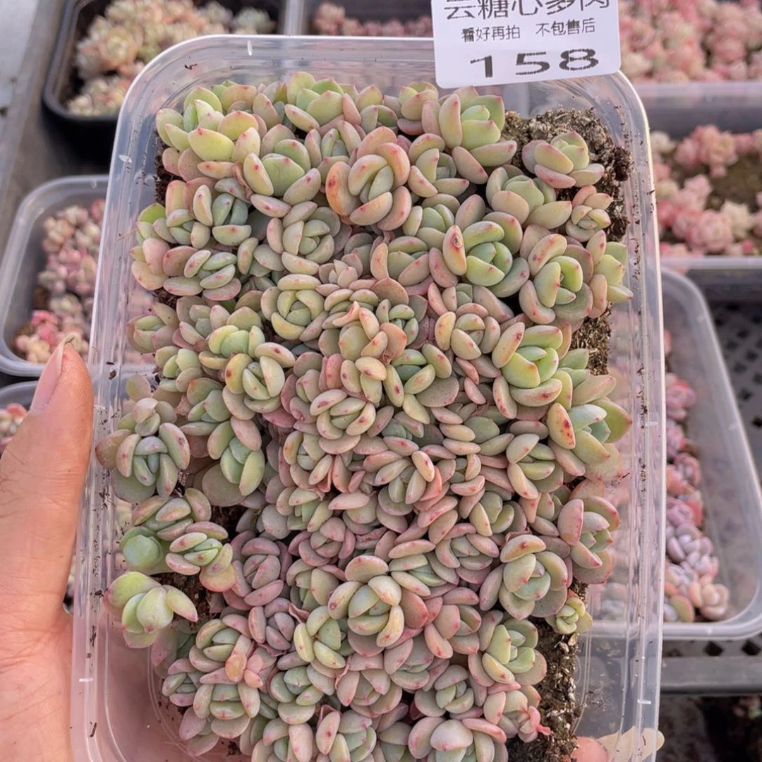 云糖心多肉植物158