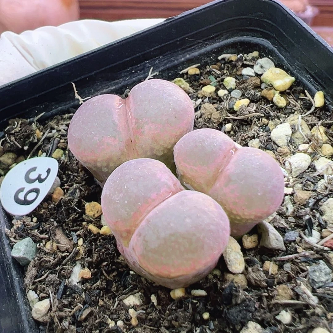 39号特特特特特特特特