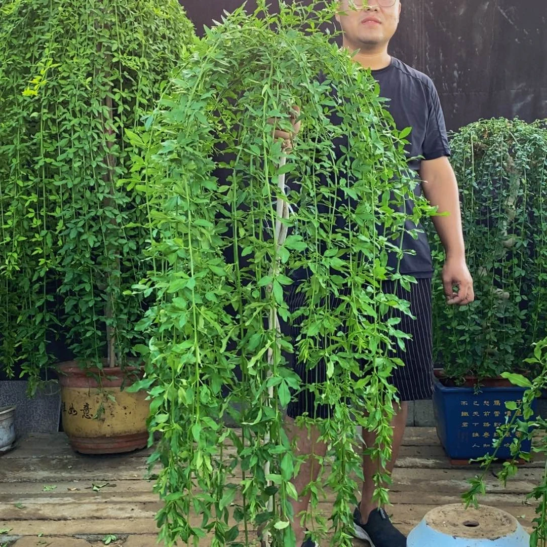 探春花，一物一拍，