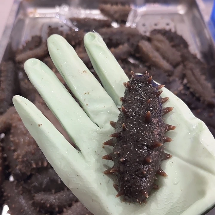 中国大陆大连威海特价海参滋补营养