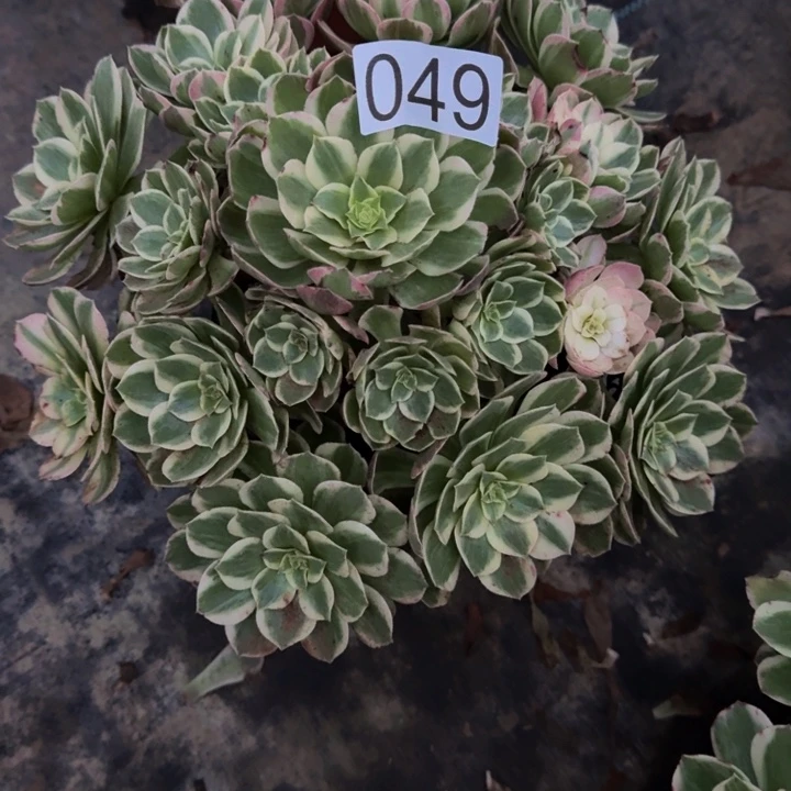 00000000049玉芙蓉