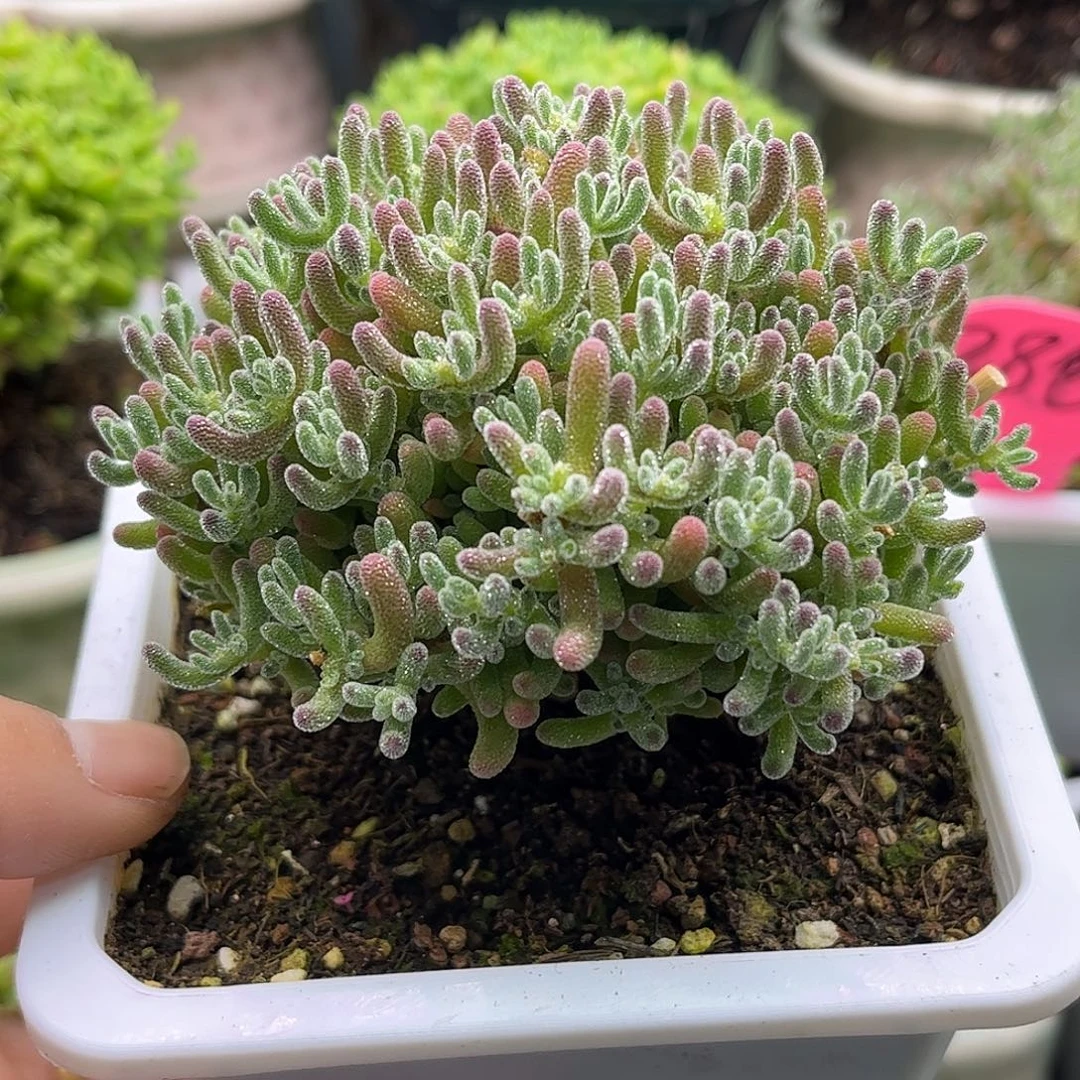 空***新冰晶优选枝干番杏