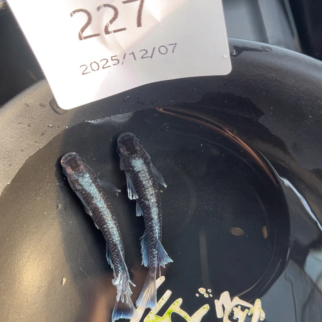 青鳉鱼227新午夜一对