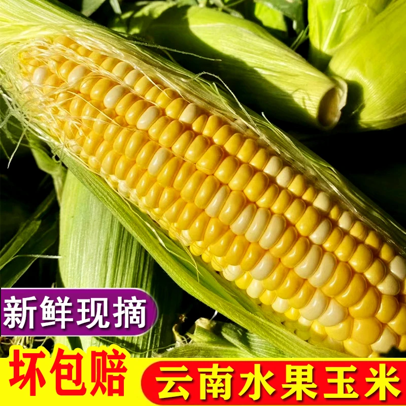 云南水果玉米 新鲜金银水果甜玉米蔬菜玉米棒