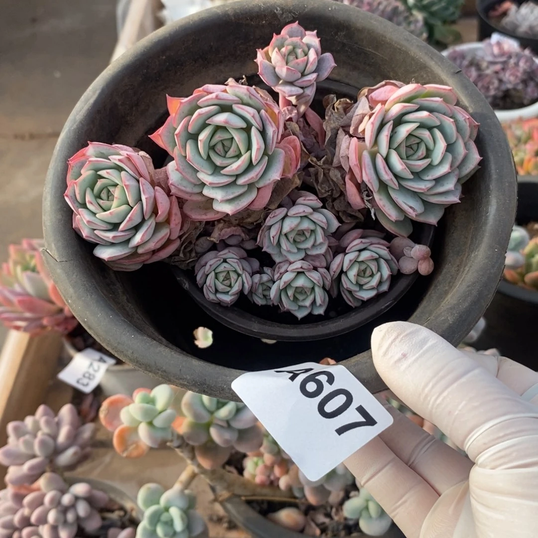 607牡丹亭一物一拍