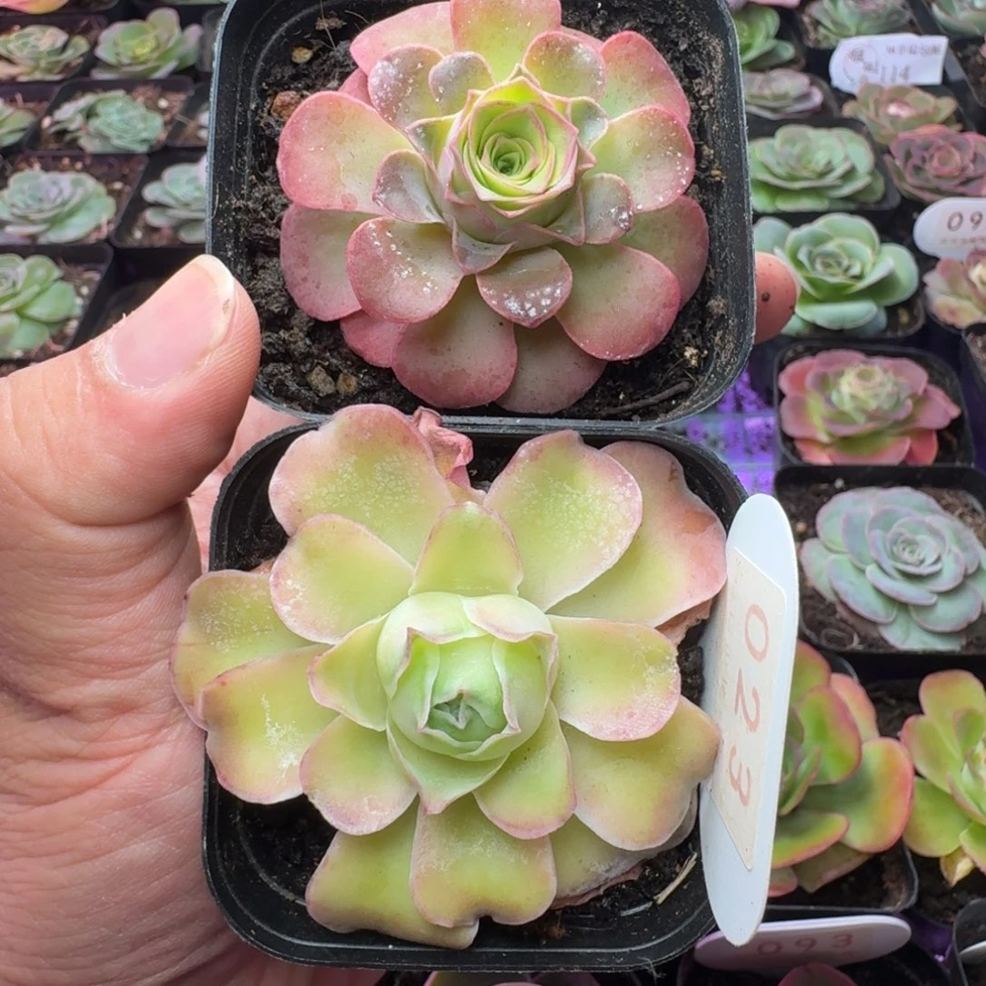 青***柠楹楹-23-冠幅  3cm