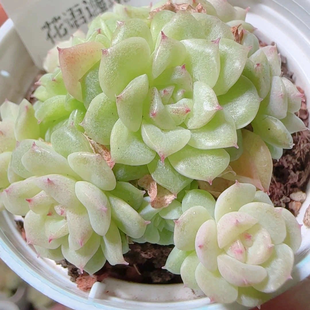 花语逸镜1113-160散