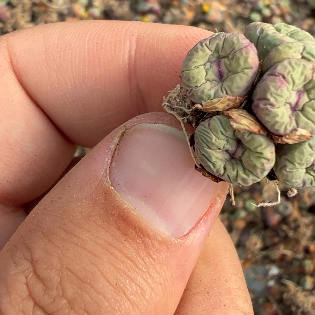 小***o11-42肉锥多肉植物