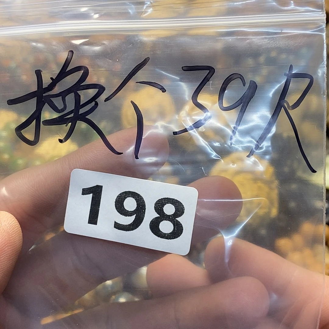 吊坠橄榄核龍**龘