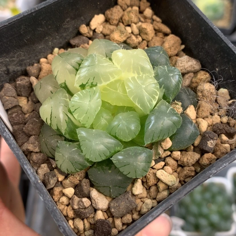 【闪购商品】怪****?411实生湖水玉露