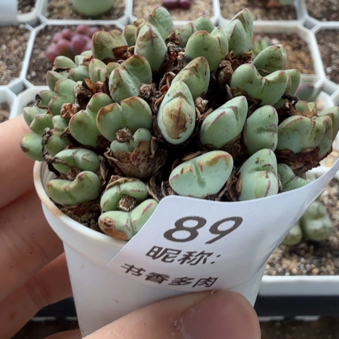 多肉植物 吧。