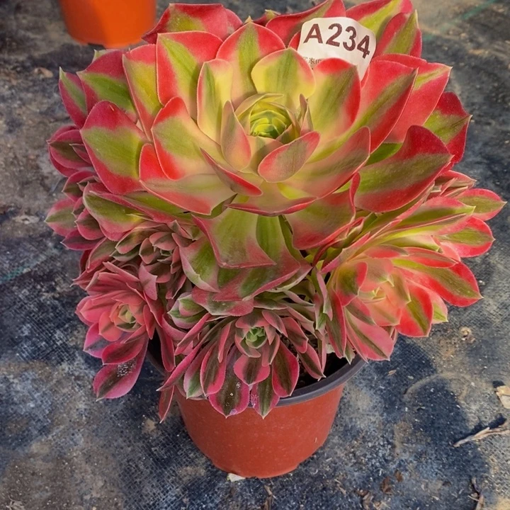 女巫多肉植物234