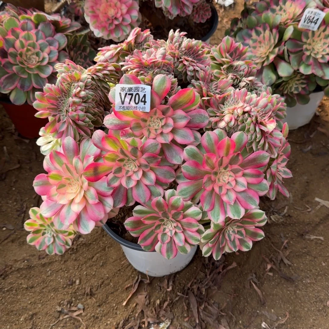 704倾城缀化官服28左右2