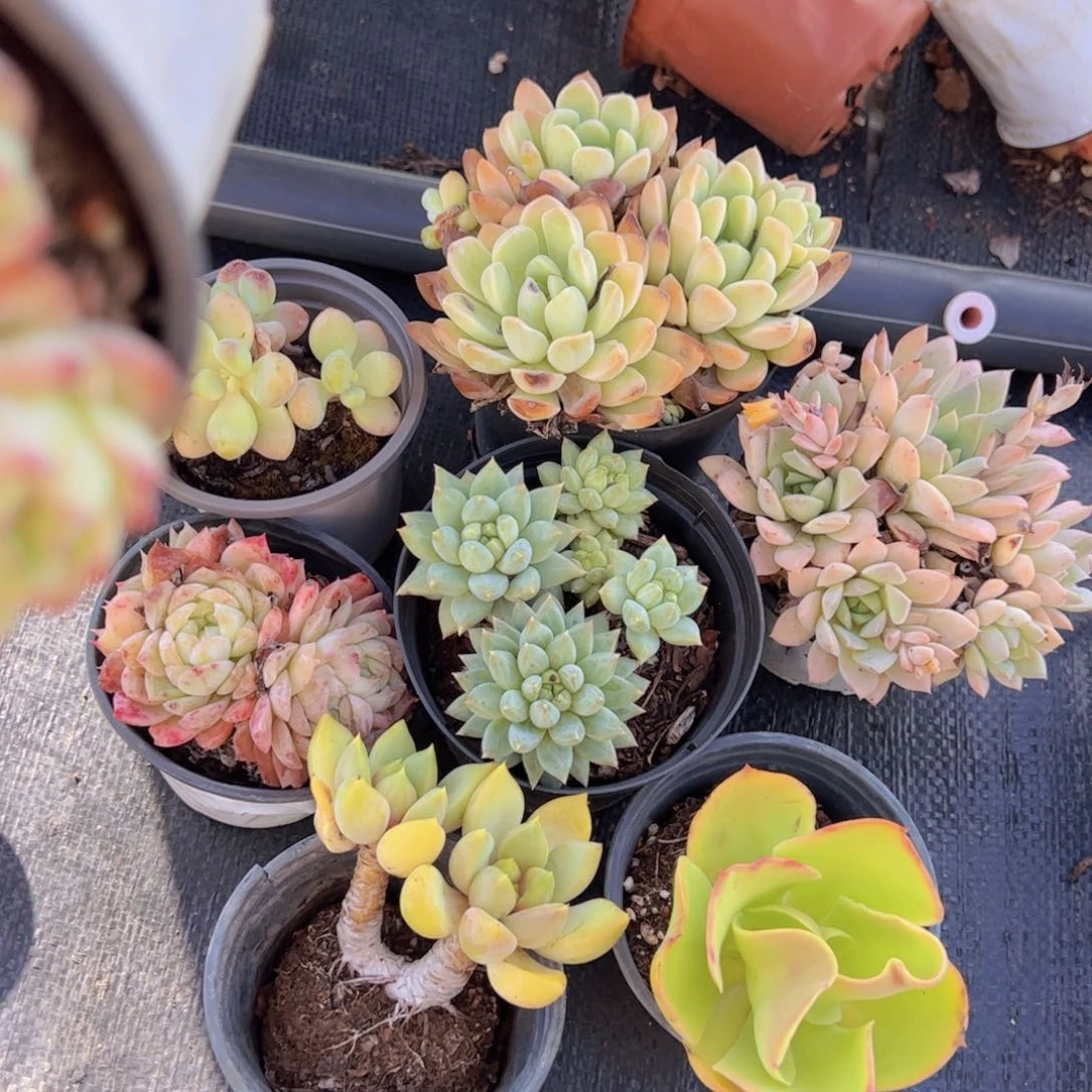 小杂交不限品种七盆