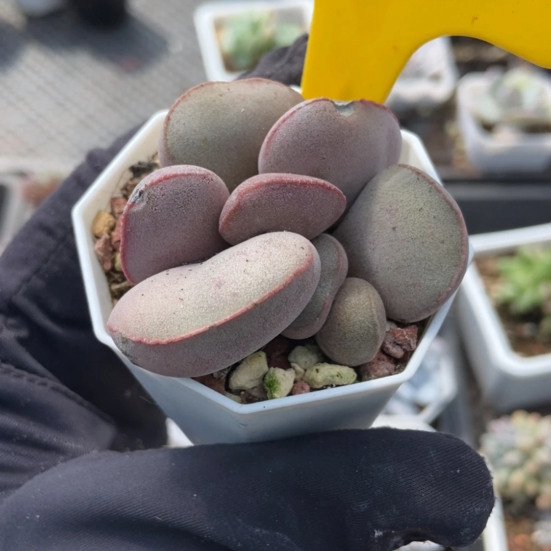 963红蛋多肉植物多肉