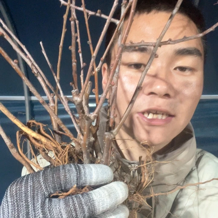 原生越之辉海棠花一颗