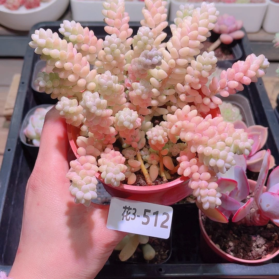 花利美3-512玉坠