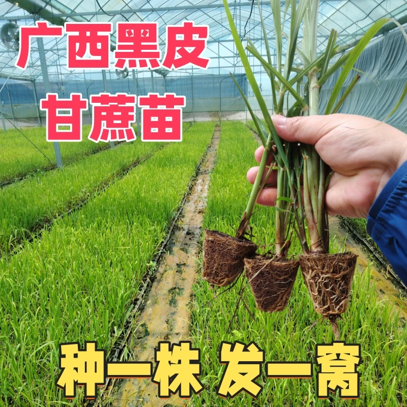 广西黄金甘蔗苗种薄皮软甜黑皮甘蔗节子籽孑庭院阳台盆栽好养脆甜