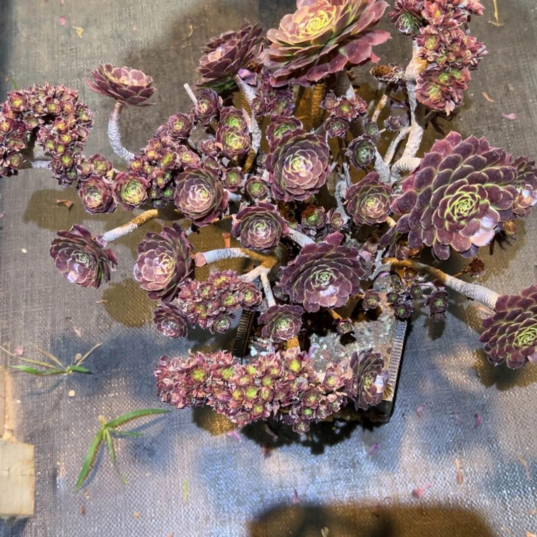 黑萝莉朵朵缀化老桩