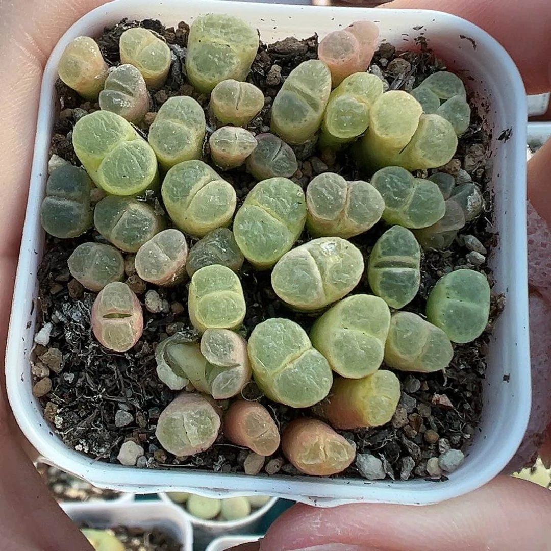 024粉樱1453.9带盆土发货