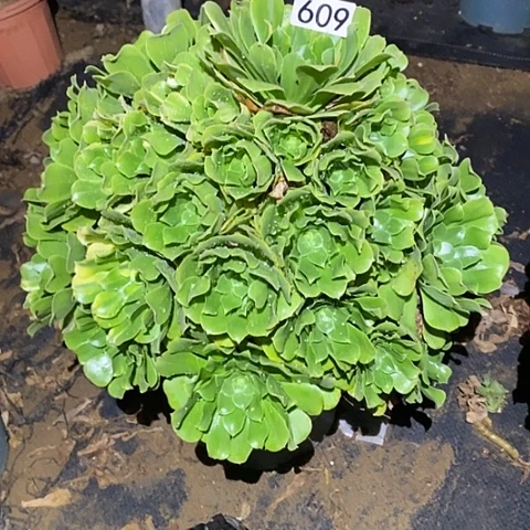 海*多肉植物法师609绿杨蓉