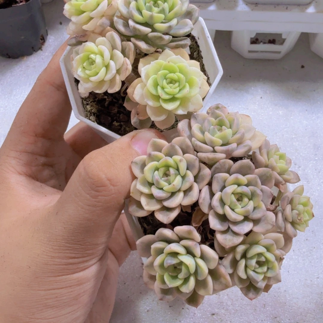 粉布偶锦八角盆一颗