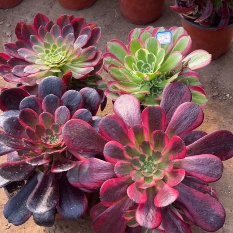 274多肉植物组合