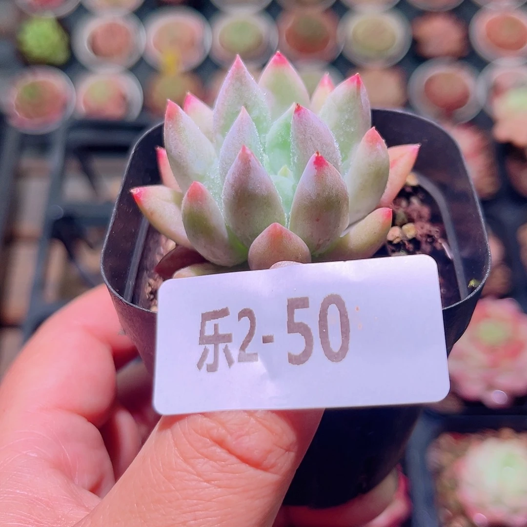 乐然2-50 奶瓶单头