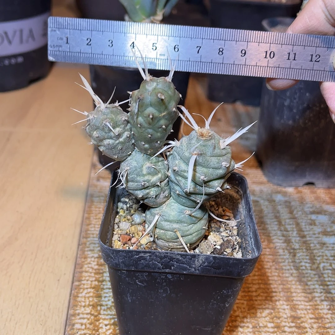 纸刺武藏野一物一拍
