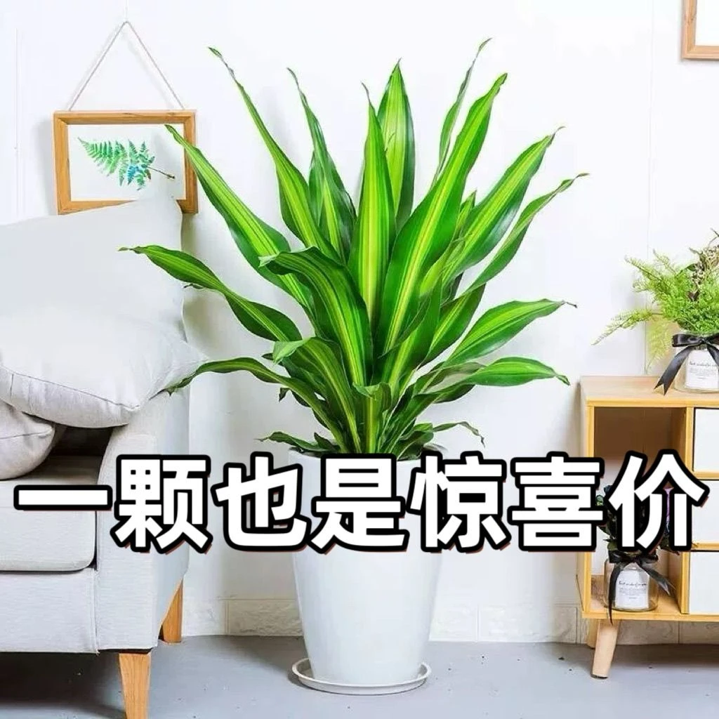 金心美人荷花铁巴西铁室内小清新花卉绿植盆栽盆栽四季常青植物