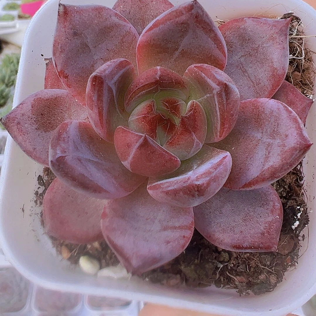 夜魔侠19包邮多肉植物