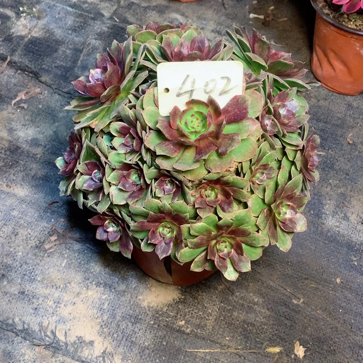 402红丝绒多肉一物一拍