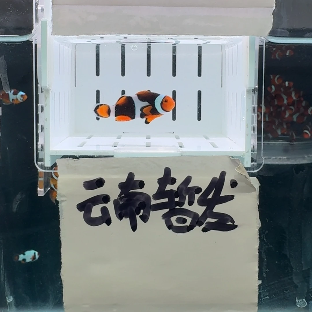 海水鱼4厘米黑背心一条