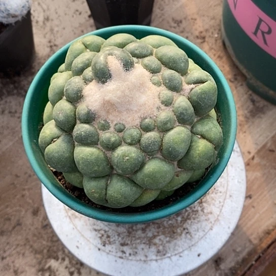 星***月一个无刺象牙仙人球