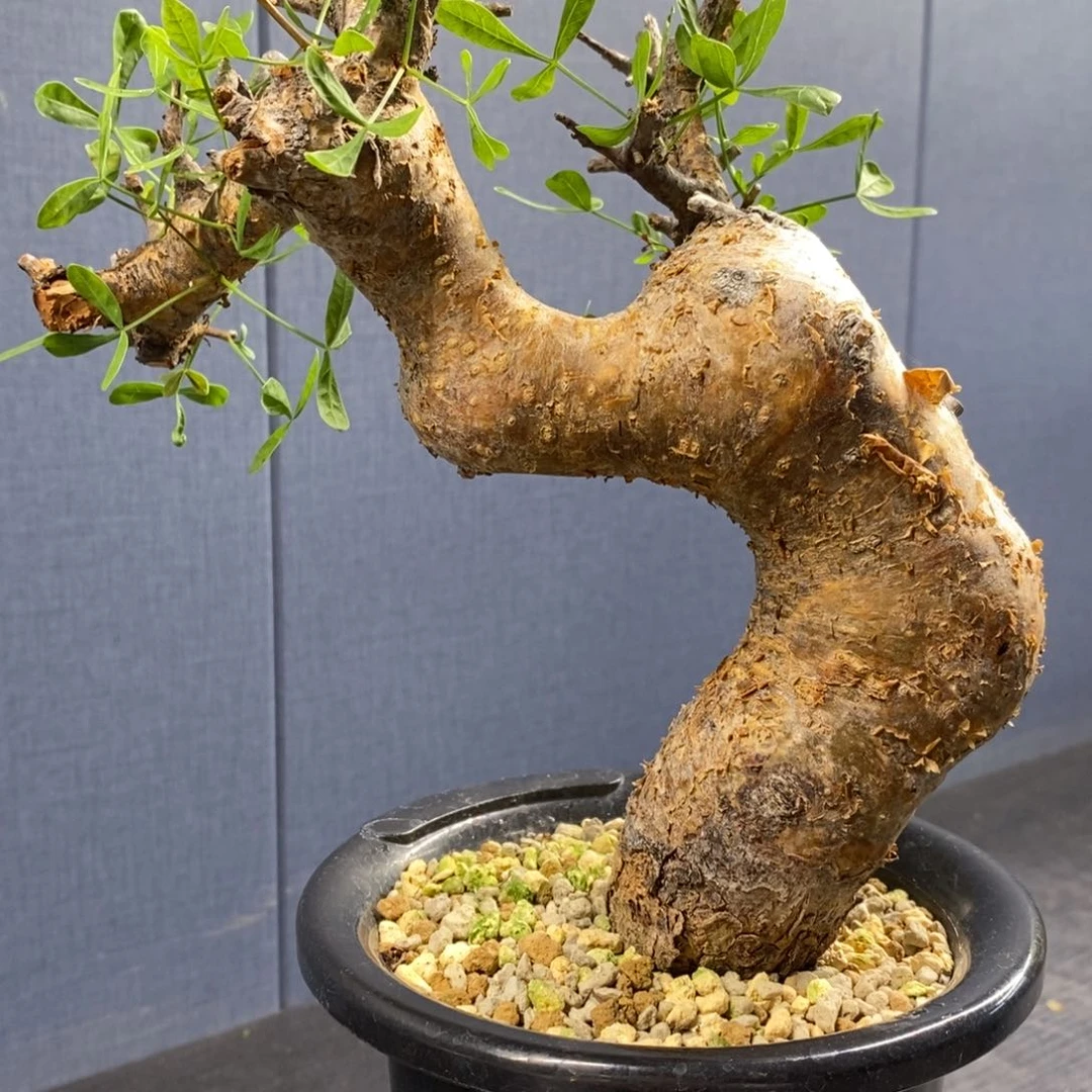 索马里细叶弗里西产地熟桩