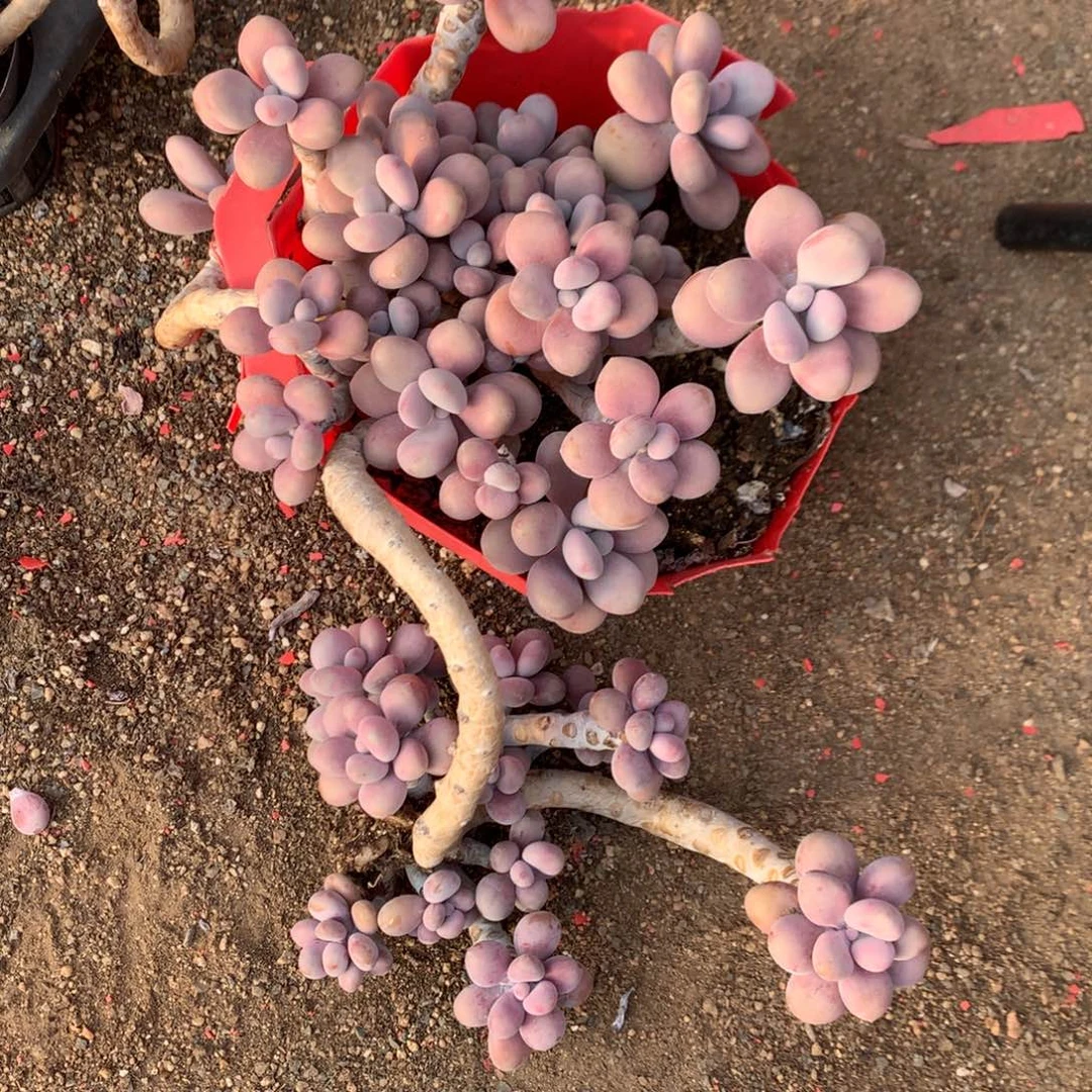 桃蛋老桩不带盆15号