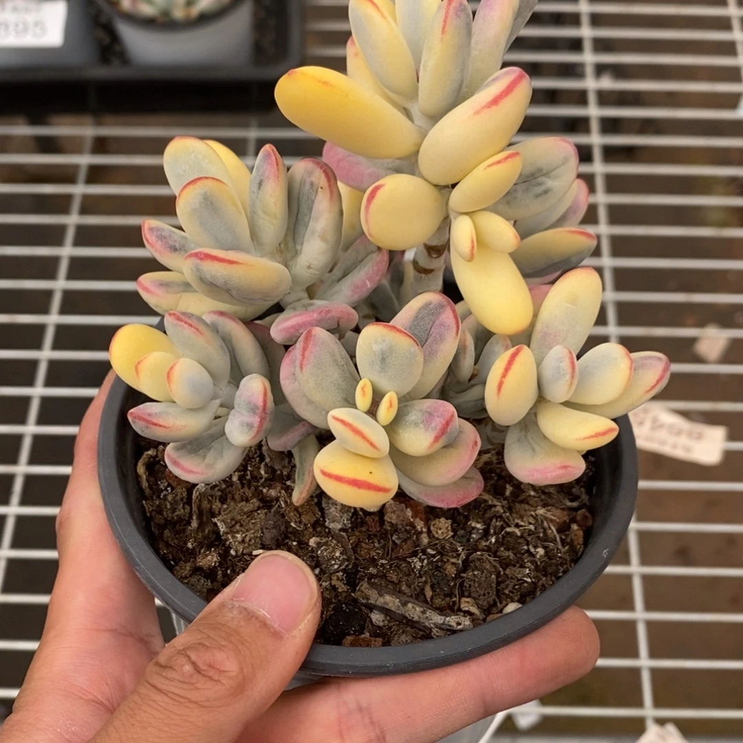 福娘锦多肉植物A061