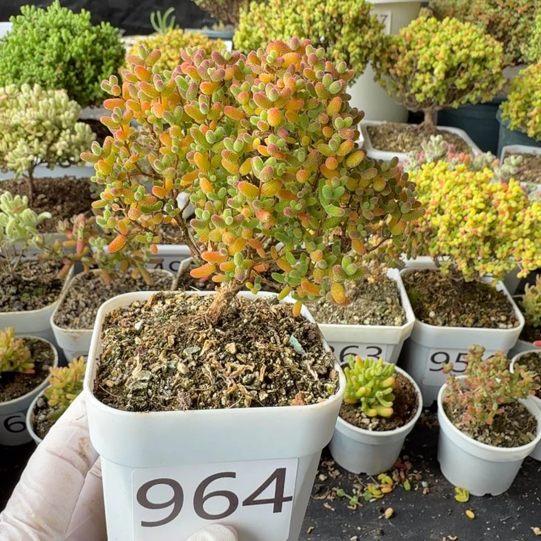 964蜜橘糖球一物一拍