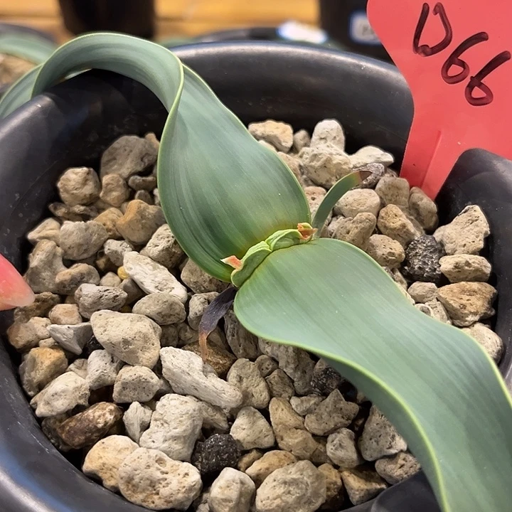汤圆植物D66百岁兰