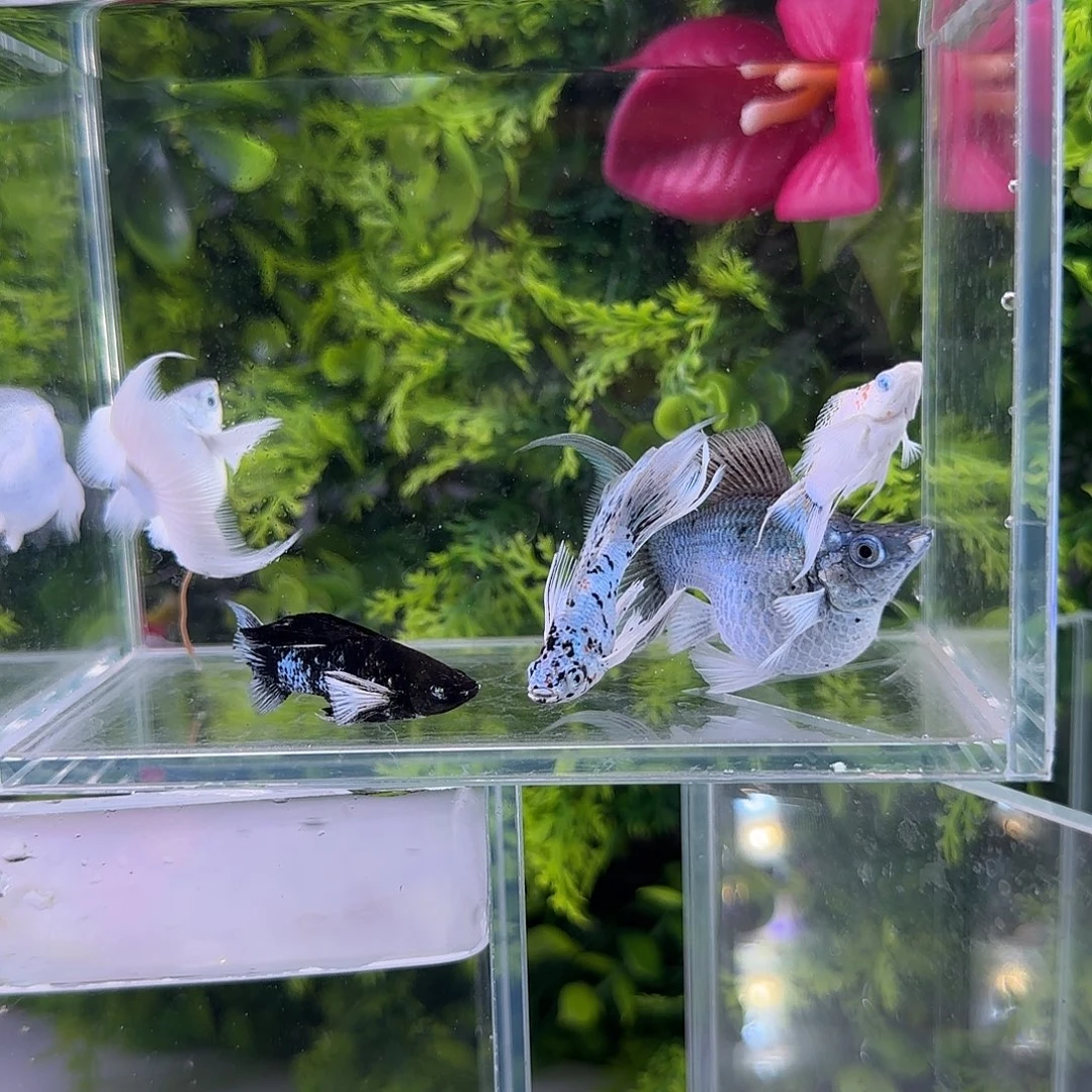 孔雀鱼钻石玛丽5条