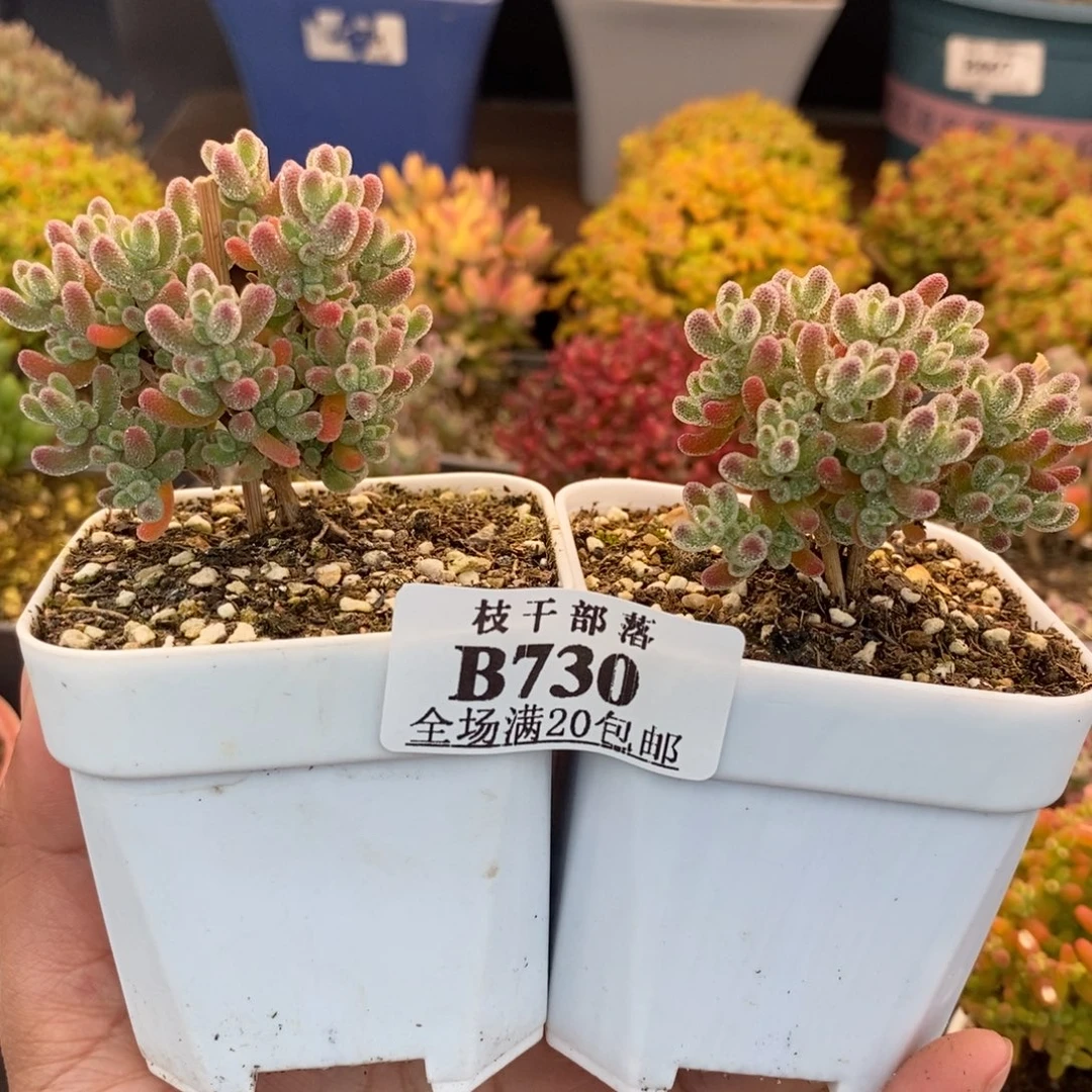 拉****730实生冰晶 。