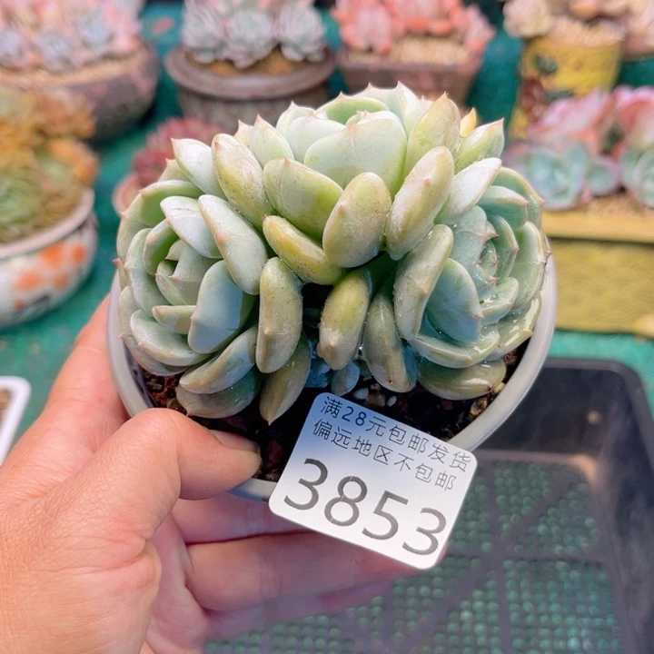 大3853,zczcxvcbbbb