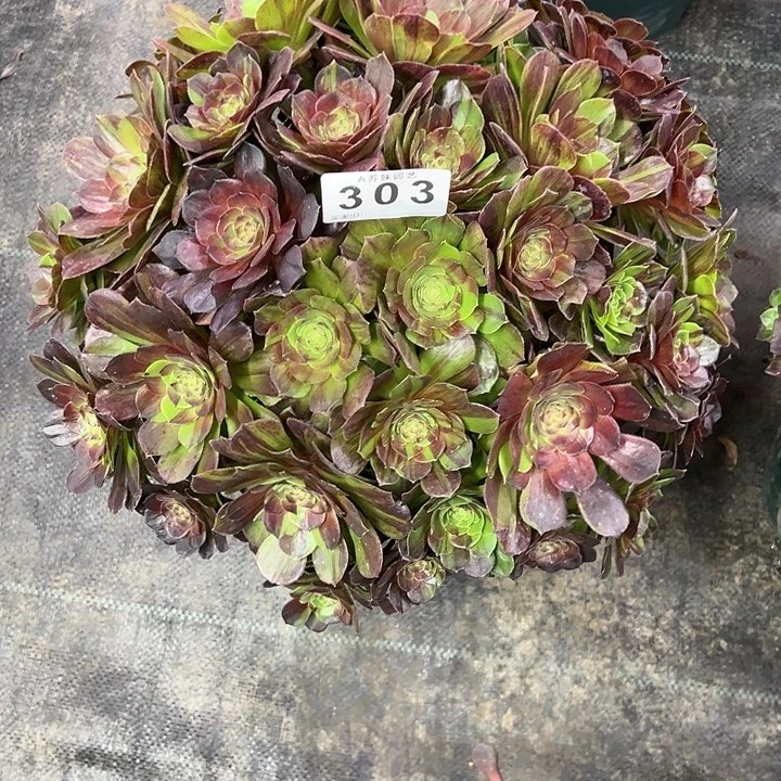 忧*303花月夜多肉植物