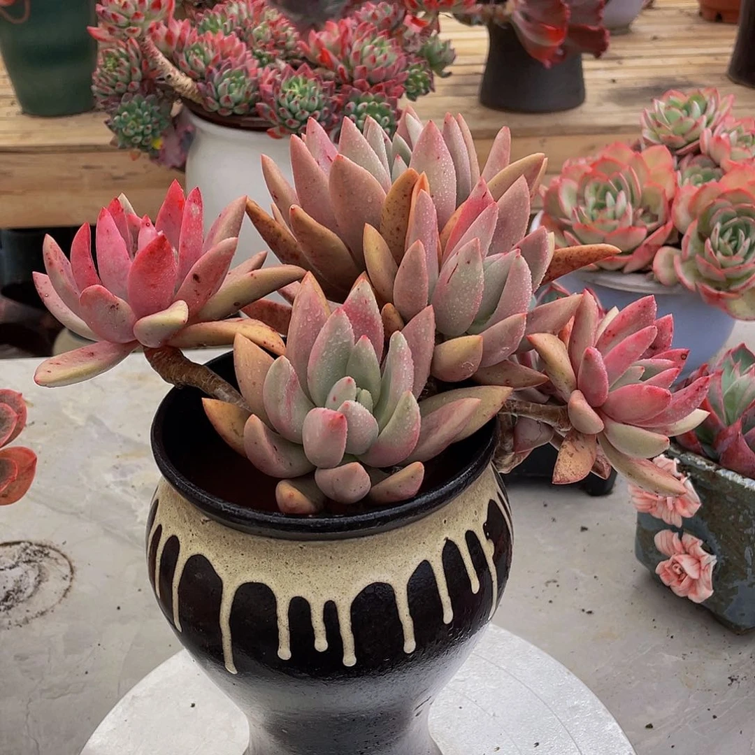 简**光桃花源多肉植物群