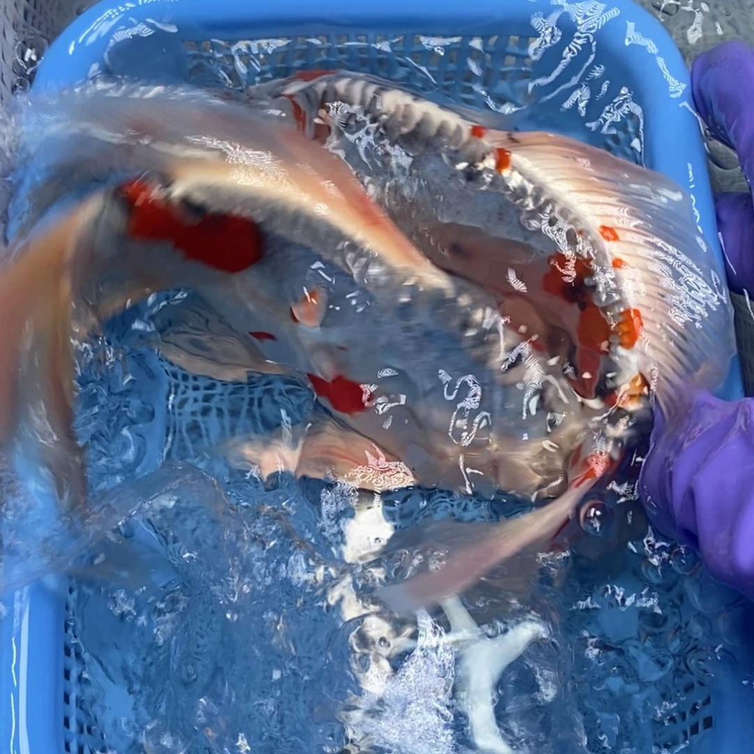 锦鲤冷水锦鲤包邮