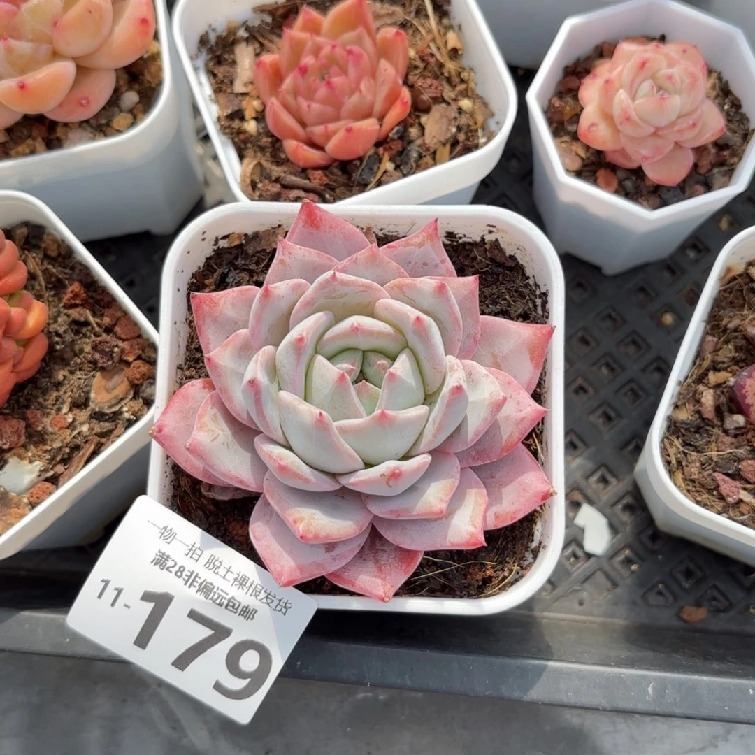 粉蓝鸟多肉多肉多肉