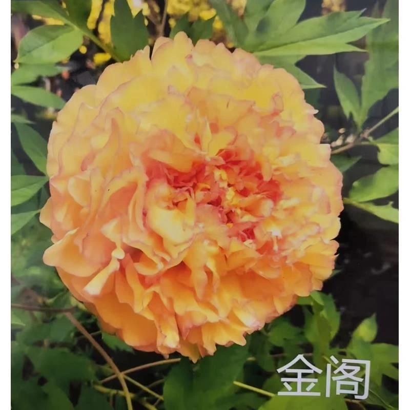 （金阁）正宗菏泽重瓣牡丹花苗北方耐寒盆栽地栽庭院花卉牡丹苗